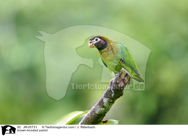 Grauwangenpapagei / brown-hooded parrot / JR-05731