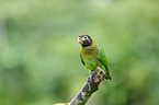 brown-hooded parrot