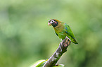 brown-hooded parrot