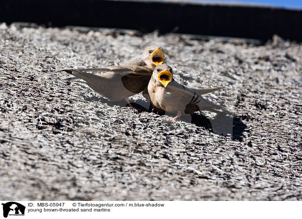 young brown-throated sand martins / MBS-05947