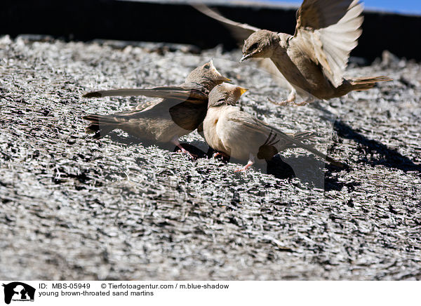 young brown-throated sand martins / MBS-05949