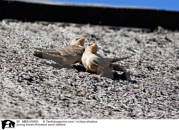 young brown-throated sand martins / MBS-05950