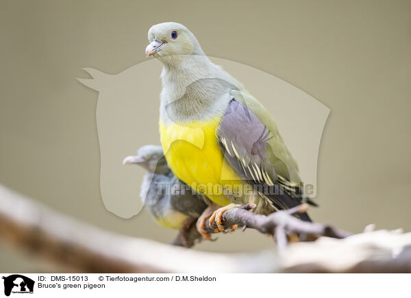 Waaliagrntaube / Bruce's green pigeon / DMS-15013