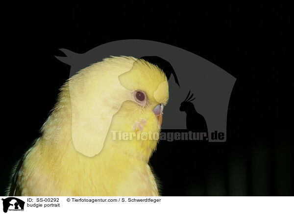 budgie portrait / SS-00292