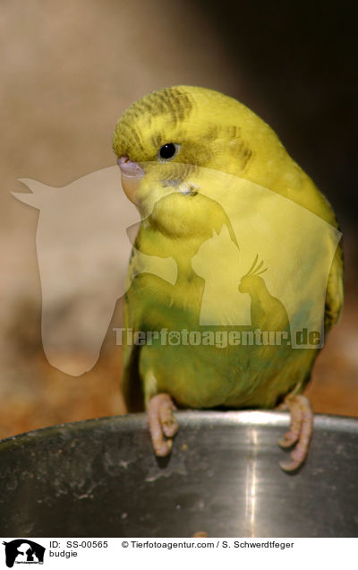budgie / SS-00565