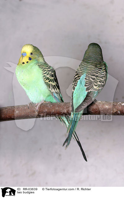 Zwei Wellensittiche / two budgies / RR-03639