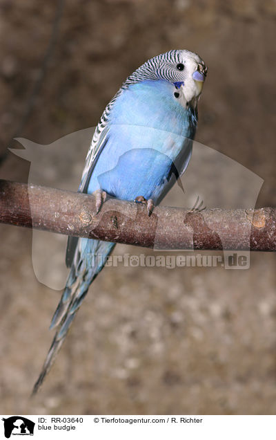 blauer Wellensittich / blue budgie / RR-03640