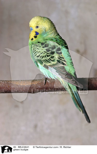 green budgie / RR-03641