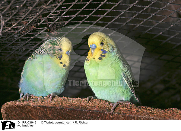 two budgies / RR-03642