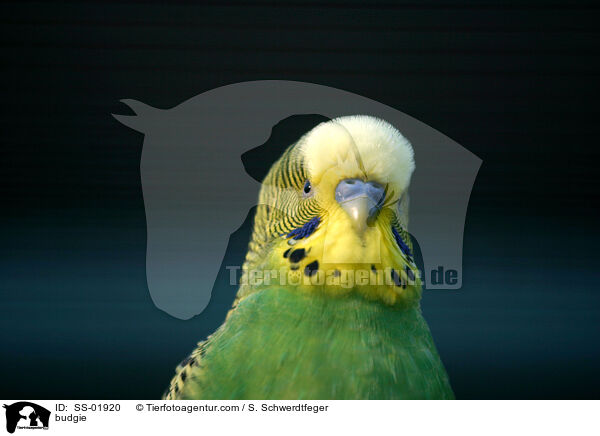 Wellensittich / budgie / SS-01920