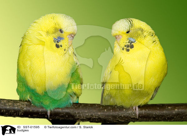 Wellensittiche / budgies / SST-01595