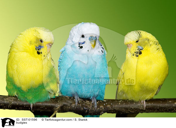 Wellensittiche / budgies / SST-01596