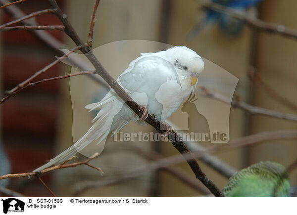 white budgie / SST-01599