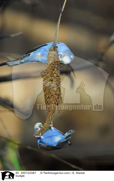 Wellensittich / budgie / SST-03387