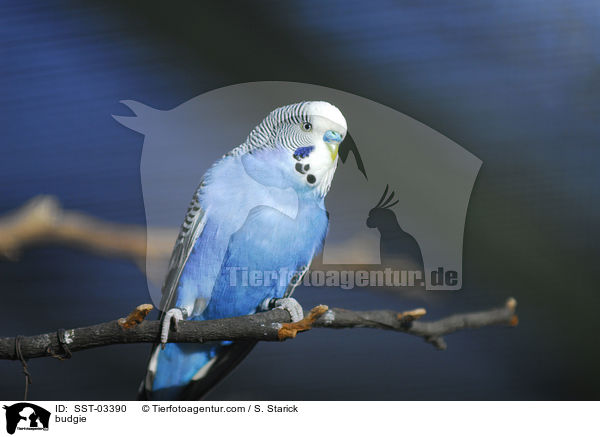 Wellensittich / budgie / SST-03390
