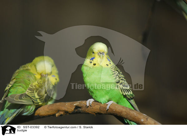 budgie / SST-03392