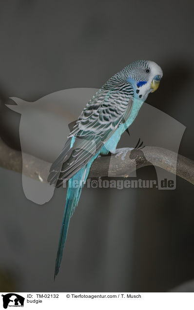 Wellensittich / budgie / TM-02132