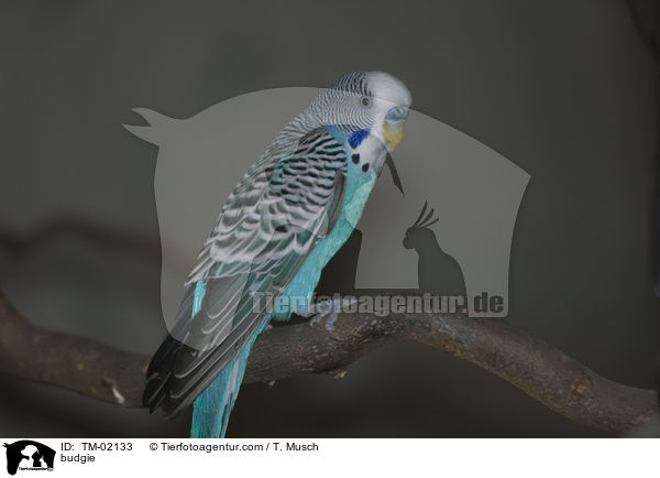 Wellensittich / budgie / TM-02133