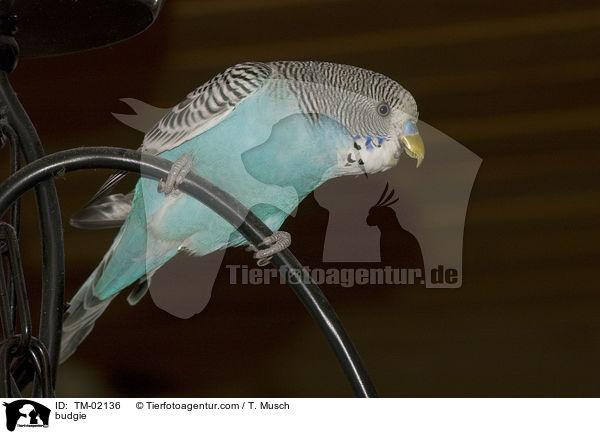 Wellensittich / budgie / TM-02136