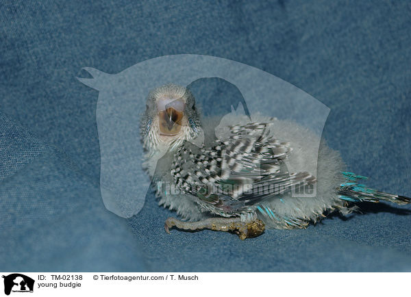 young budgie / TM-02138