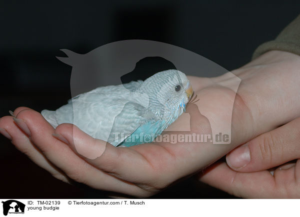 junger Wellensittich / young budgie / TM-02139
