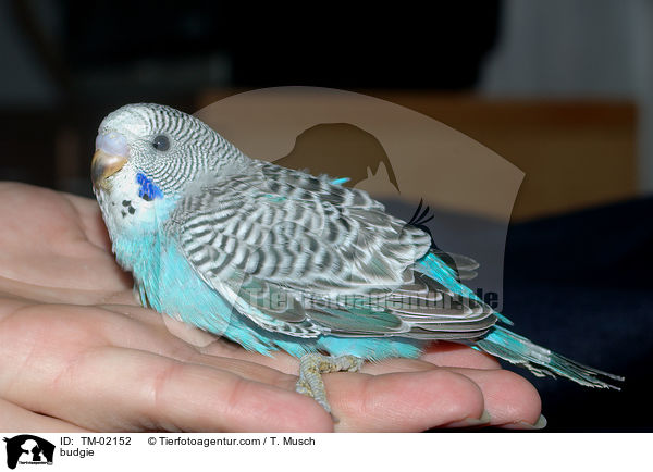 Wellensittich / budgie / TM-02152