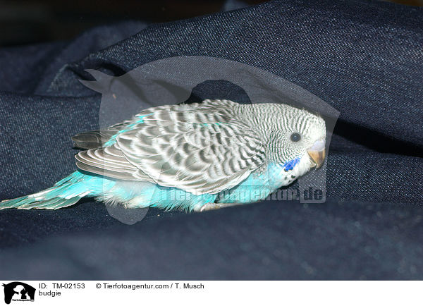 Wellensittich / budgie / TM-02153