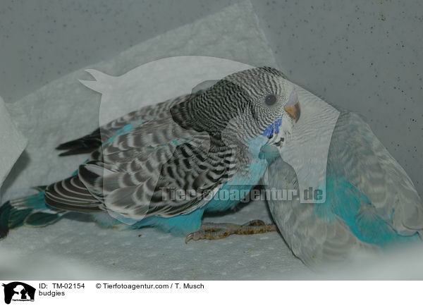 Wellensittiche / budgies / TM-02154