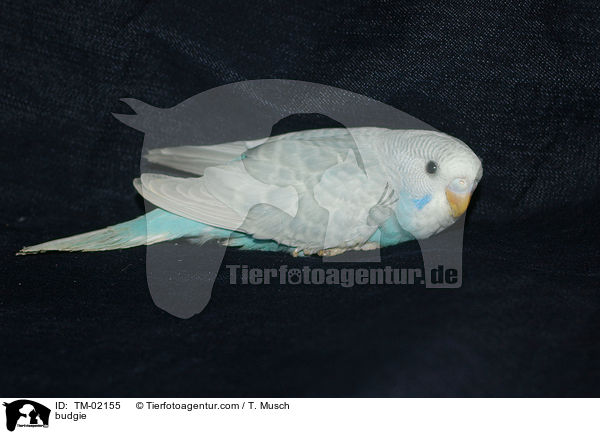 Wellensittich / budgie / TM-02155