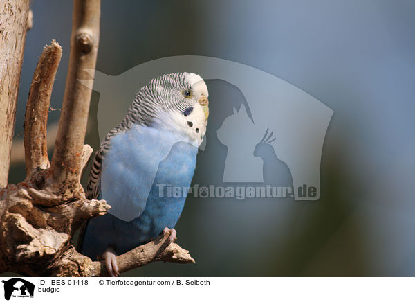 budgie / BES-01418