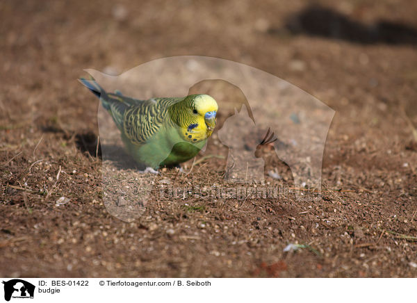 budgie / BES-01422