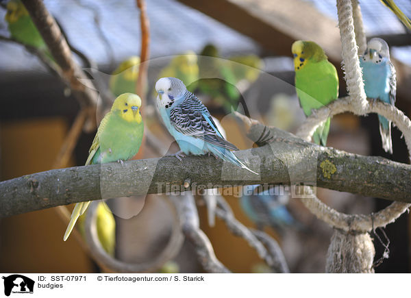 Wellensittiche / budgies / SST-07971