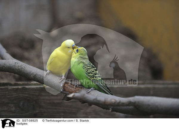 Wellensittiche / budgies / SST-08925