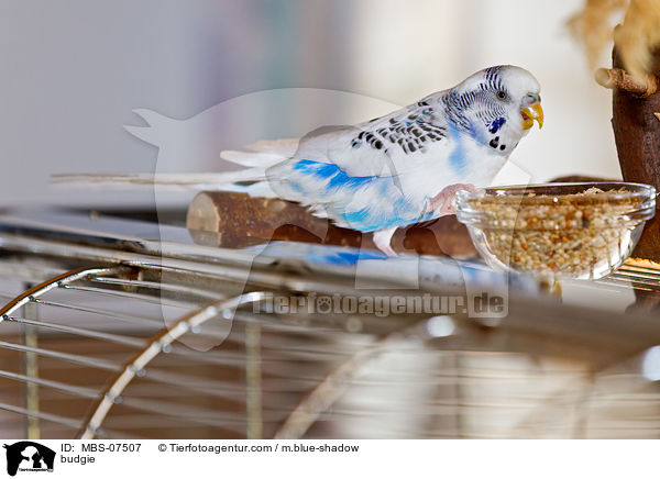 budgie / MBS-07507