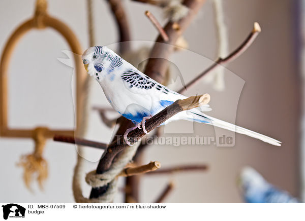 Wellensittich / budgie / MBS-07509