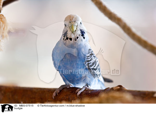 budgie / MBS-07515