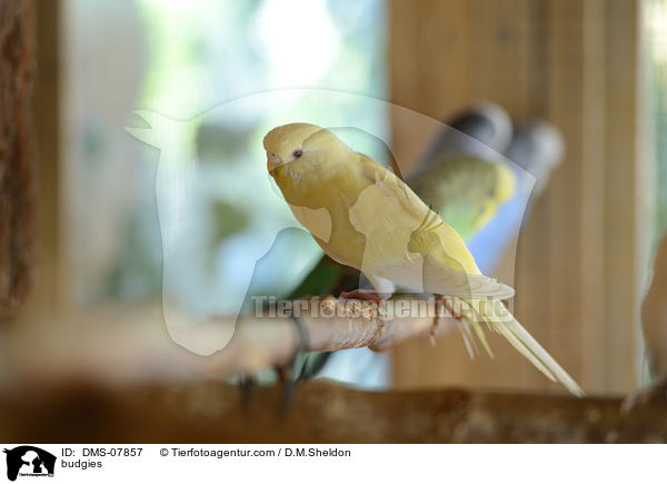 budgies / DMS-07857