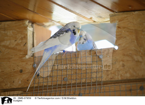 Wellensittiche / budgies / DMS-07859