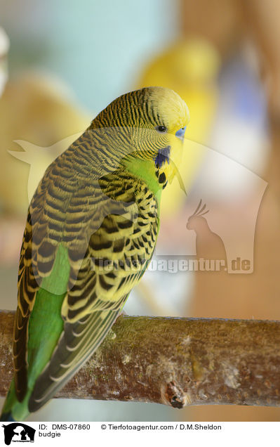 budgie / DMS-07860