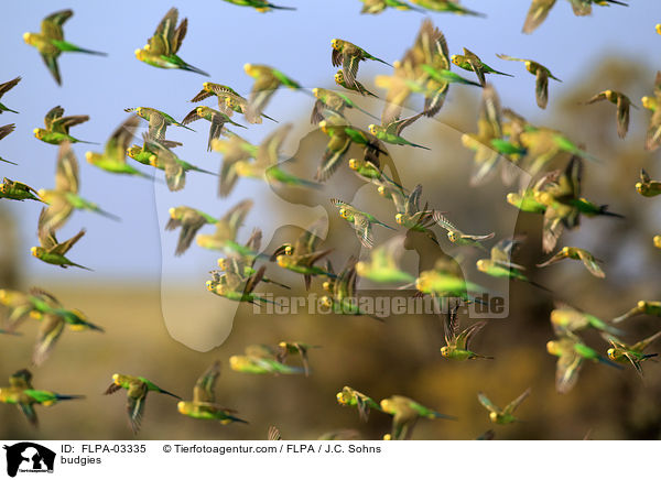 Wellensittiche / budgies / FLPA-03335