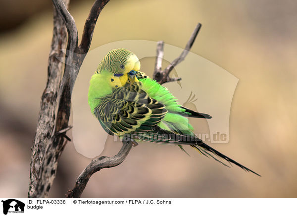 budgie / FLPA-03338