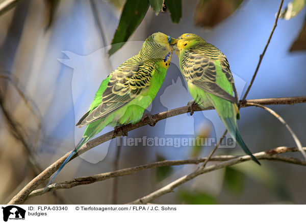budgies / FLPA-03340