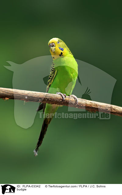 Wellensittich / budgie / FLPA-03342