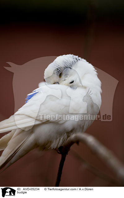 Wellensittich / budgie / AVD-05234