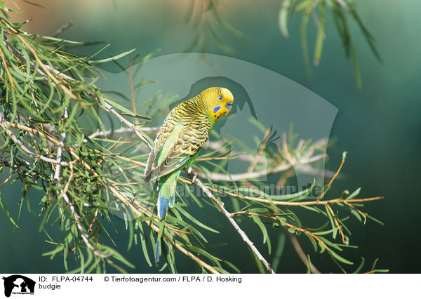 budgie / FLPA-04744