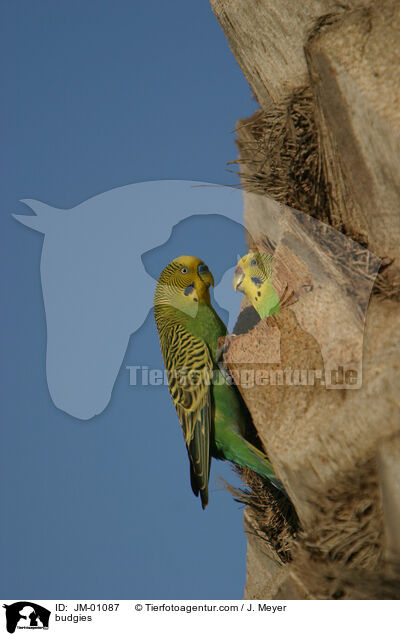 Wellensittiche / budgies / JM-01087
