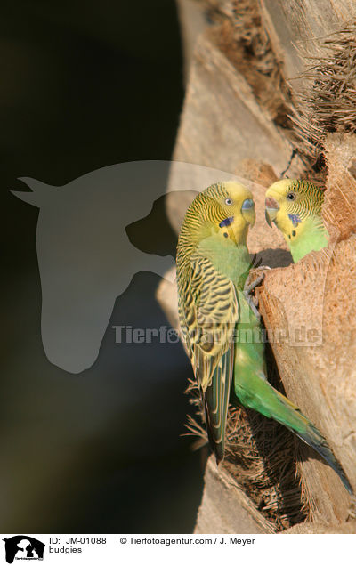 Wellensittiche / budgies / JM-01088