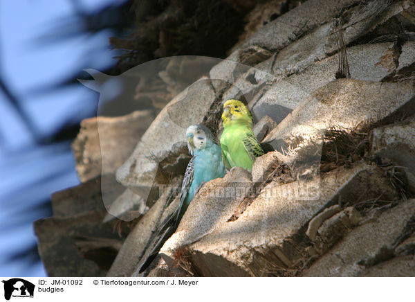 Wellensittiche / budgies / JM-01092