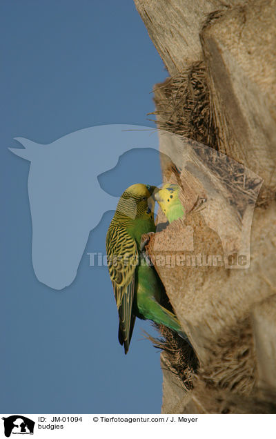 Wellensittiche / budgies / JM-01094
