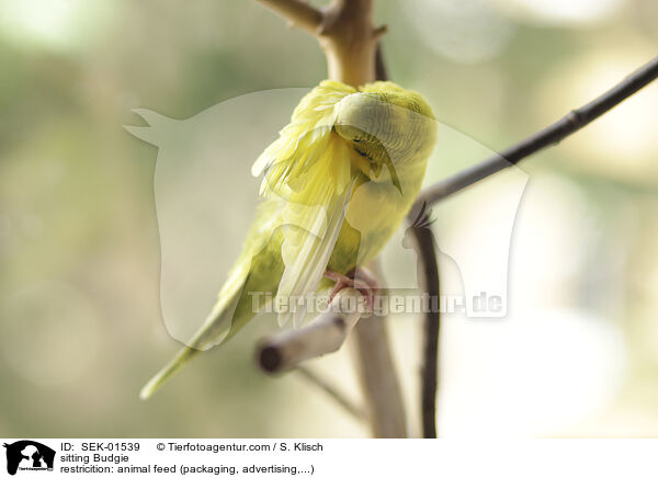 sitting Budgie / SEK-01539